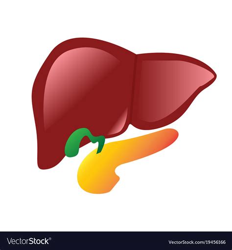 Human Liver Gallbladder Pancreas Anatomy Vector Image