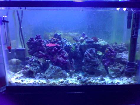 First Set Up For My Nano Reef Tank Shots Nano Reef Community