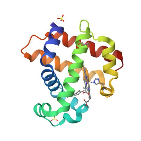 Rcsb Pdb Sjd Crystal Structure Of Dehaloperoxidase B In Complex