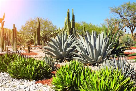 Agave Plant Varieties: Learn About Types Of Agave For The Garden