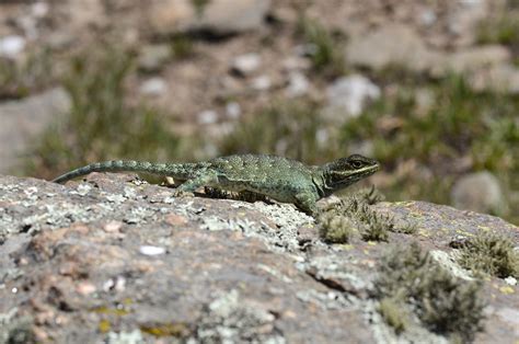 Argentine Du 2811 Au 30122017 Batraciens Et Reptiles Du Monde