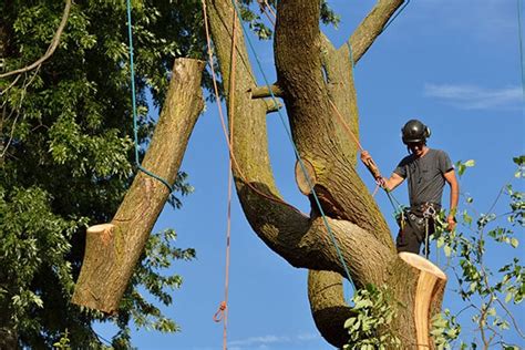 When Should You Consider Having A Tree Removed