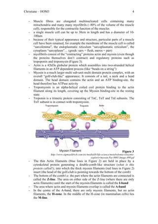 Events At The Neuromuscular Junction PDF