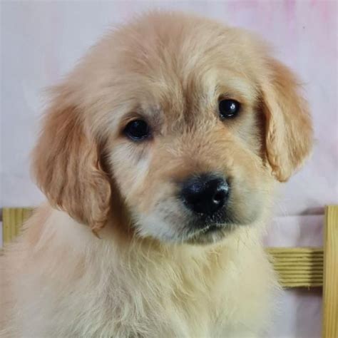 Volta Chien Golden Retriever à l adoption Saint Denis d Orques