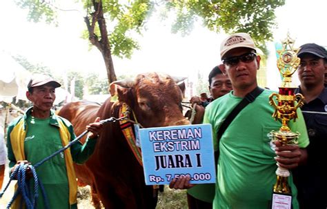 Sapi Super Jumbo Juara I Kontes Ternak Kelas Ekstrim Dijual Rp Juta