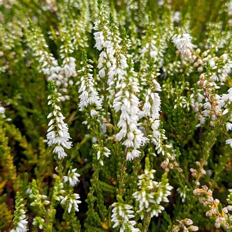 Bruyères Calluna Vulgaris Elegant Pearl Callune Bruyère Commune