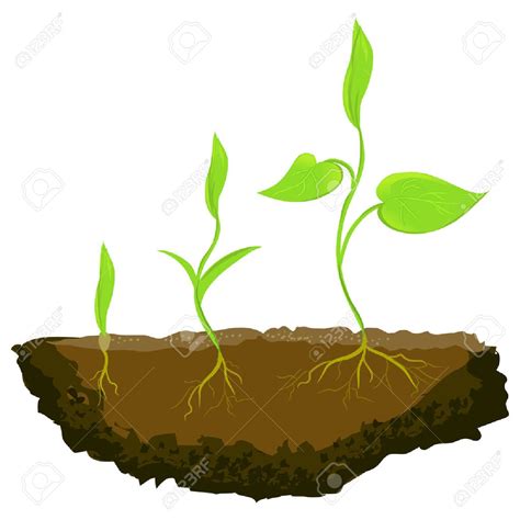 Plant Growing Cliparts Free Download On Clipartmag