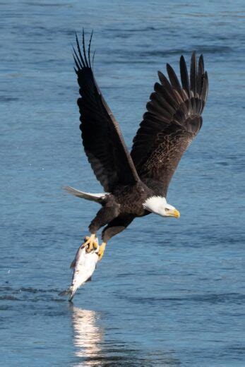 Bald Eagles in Illinois: 11 Best Eagle Watching Spots You Must Visit