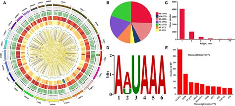 Frontiers Genome Wide Integrated Analysis Revealed Functions Of