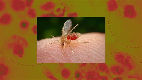 Sand fly bites: symptoms, delayed reaction as CDC warns of parasite