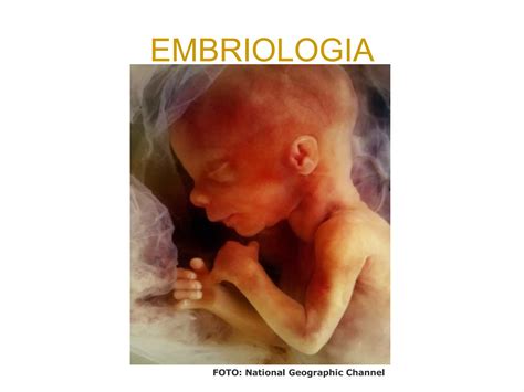 Embriogênese Embryology Embriologia Ppt