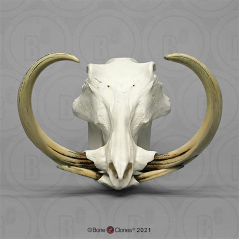 Warthog Skull and Tusks - Bone Clones - Osteological Reproductions