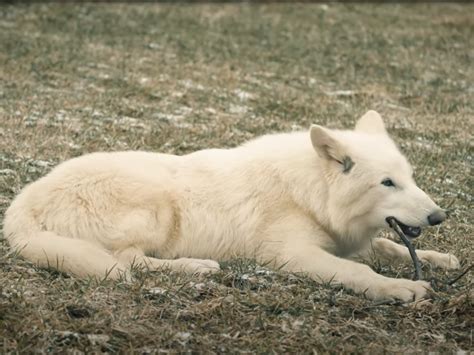 Just like Game of Thrones – but real: First dire wolves born in over