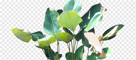 Atap Hyophorbe Lagenicaulis Evergreen Tree Calatheas Calathea Daun