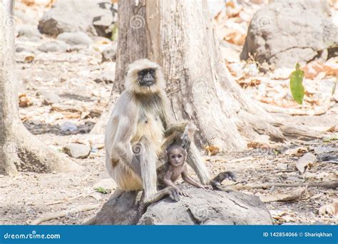 Indian Gray Langur Female with Baby Stock Photo - Image of central, sitting: 142854066