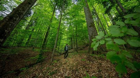 Forêts Protéger Le Poumon Vert De La Planète Wwf France