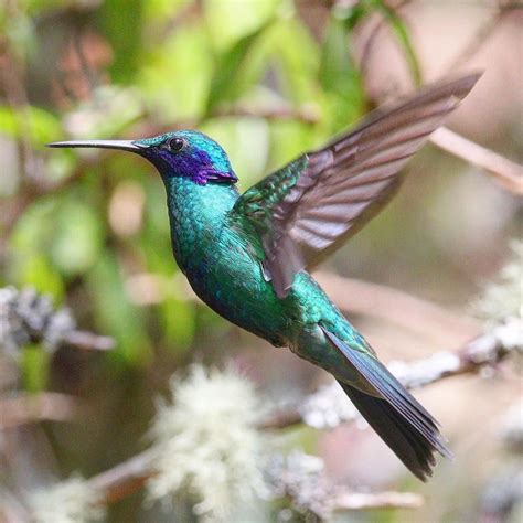 Rainforest Animals Hummingbirds Rainforest Animal