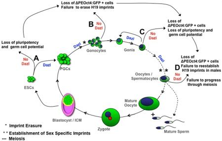 primordial germ cell development embryology