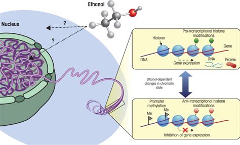 Environmental Factors Can Cause Changes In Chromatin State Chromatin