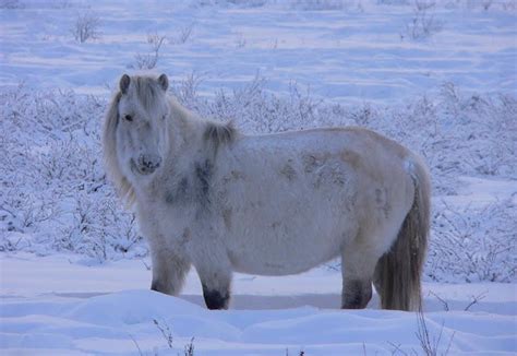 White Wolf : Oymyakon in Siberia: Coldest village on Earth where the temperature can hit -71.2C