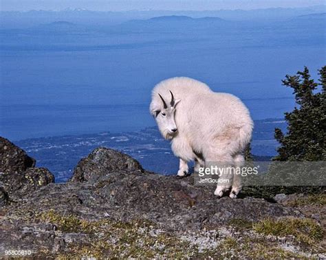 Mountain Goats Climbing Photos And Premium High Res Pictures Getty Images