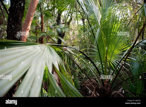 Tropical Plants Hi Res Stock Photography And Images Alamy