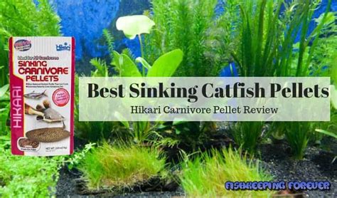 Best Sinking Catfish Pellets – Hikari Carnivore Pellets Review ...