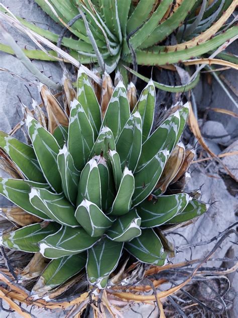 Queen Victoria Agave In July By Antonio Sarabia Inaturalist