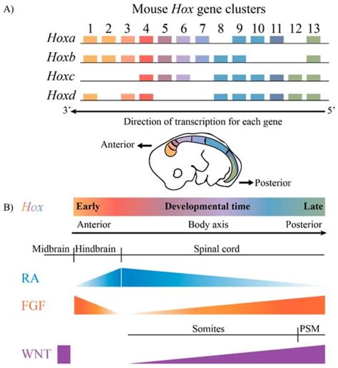 Jdb Special Issue Hox Genes In Development New Paradigms