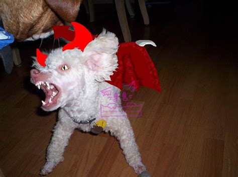 Attack Of The Demon Poodle By Jemdragon On Deviantart