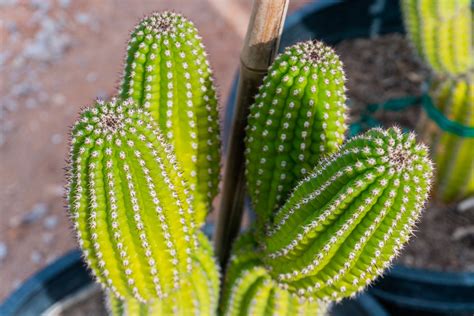 Indian Comb (Echinopsis Brevispinulosus) — Cactus World