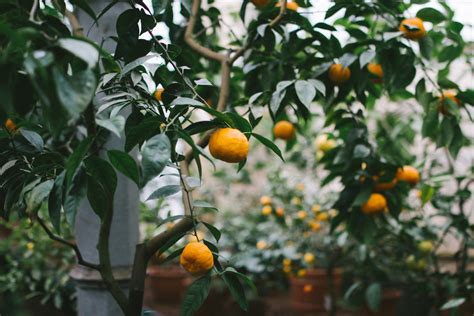 Fotos gratis árbol naturaleza rama Fruta hoja flor comida