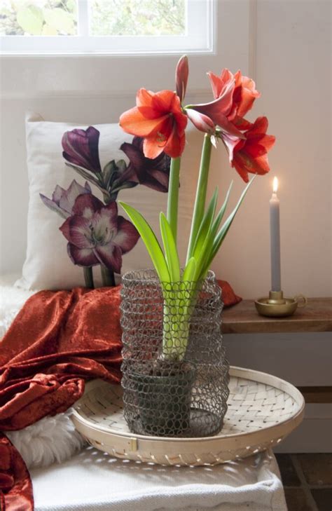 How To Grow An Amaryllis Indoors For Stunning Winter Blooms