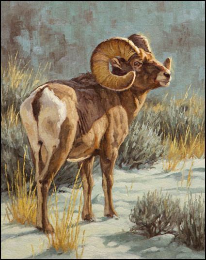 Wintering Grounds Rocky Mountain Bighorn Ram Sheep Art Wildlife