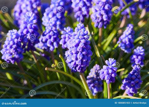 Fleur Bleue De Ressort Jacinthe De Raisin Racemosum De Muscari Image