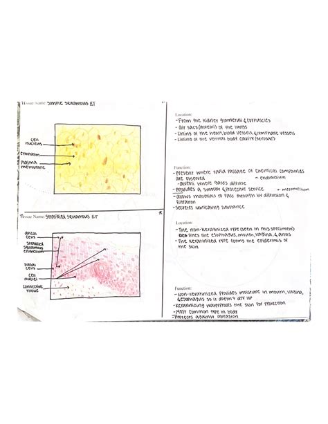 Anatomy Tissues Diagrams BSC 2086 Studocu