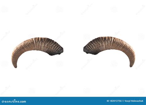 Goat Horns Isolated On A White Stock Photo Image Of Head Isolated