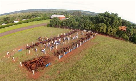 Confinamento De Gado Em Pequena Propriedade Criacao De Gado Em