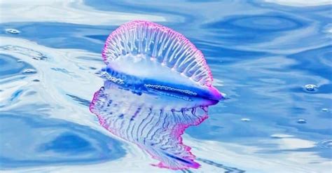 Jellyfish vs. Man O’ War: What Are 8 Key Differences? - A-Z Animals