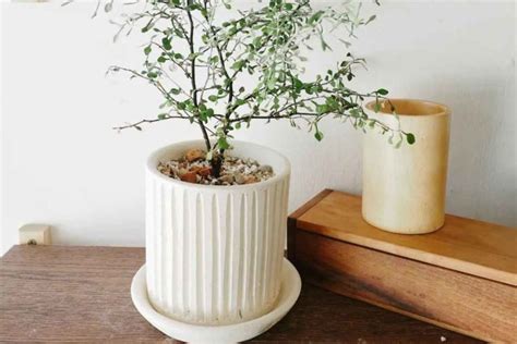 Planter Singapore Top 20 Box And Pot Options For Your House