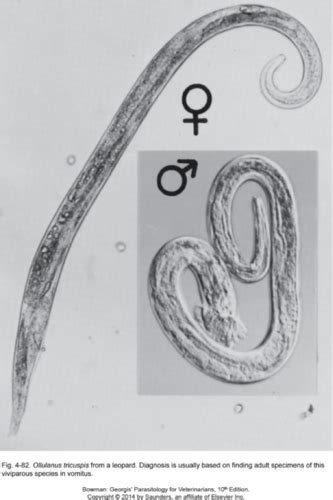 Nematodes Overview Flashcards Quizlet