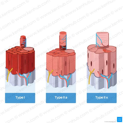 Skeletal muscle fiber types: fast vs slow-twitch | Kenhub