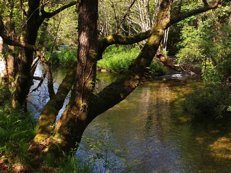 Free Images Tree Water Nature Swamp Wilderness Branch Sunlight