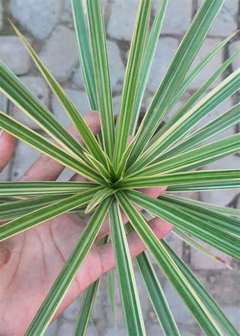 Dracaena Marginata Green Boota Pk