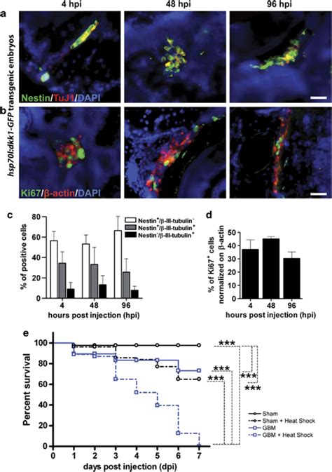 Neuronal Differentiation Of Grafted Gbm Cells Is Dependent On Zebrafish