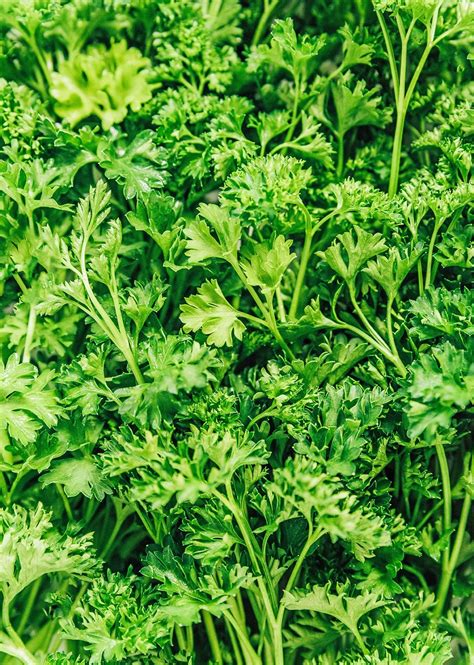 How To Store Parsley For Weeks Live Eat Learn