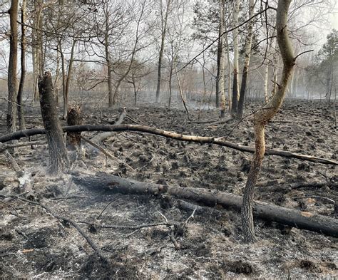 Solaro Grosso Incendio Al Parco Delle Groane Impegnate Diverse Quadre