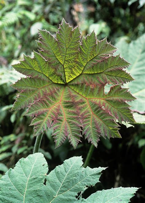 Gunnera Leaf Photograph by Dr Morley Read/science Photo Library