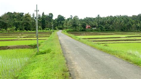 A Village Road Through Newly Planted Paddy Field Stock Image Image Of