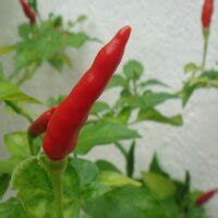 Peperoncino Malagueta Capsicum Frutescens Semi